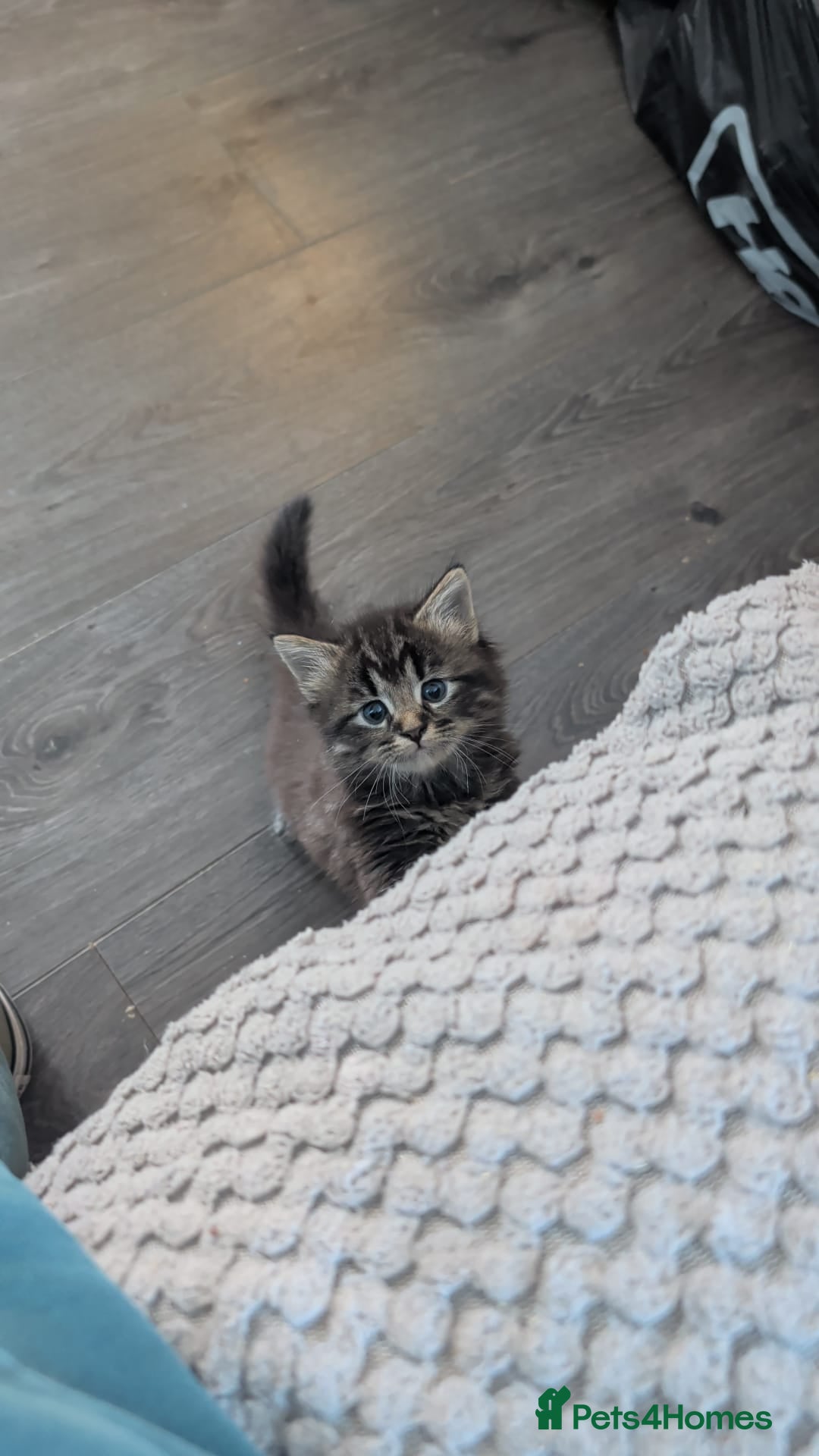 Mixed Breed cats for sale: 3 beautiful kittens ready for their forever home - Advert 4