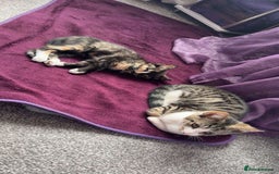 Ragdoll cats for sale: One ragdoll mixed breed and one tabby cat - Image 2