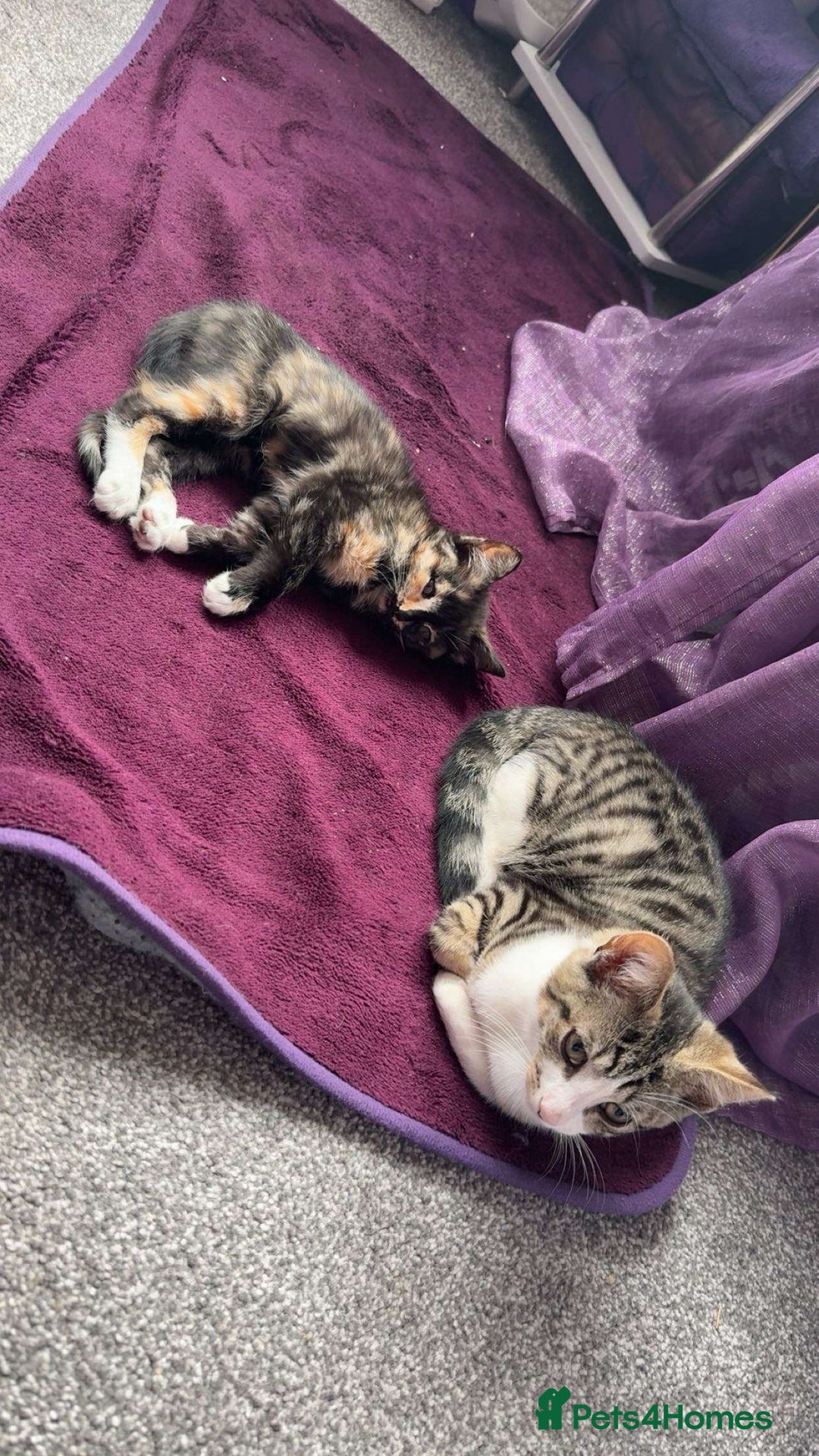 Ragdoll cats for sale: One ragdoll mixed breed and one tabby cat - Image 2