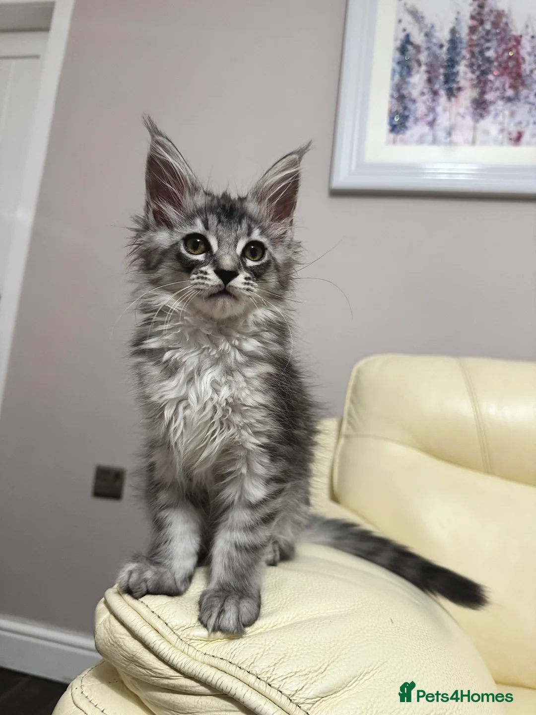 Maine Coon cats for sale: MaineCoonKitten🏆20+gen🧬Outstadning Full Pedigree - Advert 26