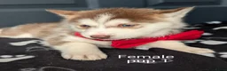 Siberian Husky dogs for sale: Beautiful Siberian Husky (all with Blue eyes) - Advert 4