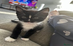 Ragdoll cats for sale: Ragdoll cross kitten (male) - Image 3
