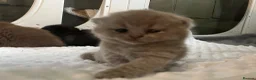 British Shorthair cats for sale: 🐾 Beautiful TICA Registered BSH Kittens - Advert 9
