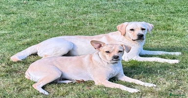 Jack Russell dogs - Advert 8