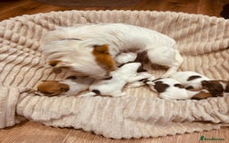 Jack Russell dogs for sale: 5 old-fashioned, rough head Jack Russell Puppies - Image 4