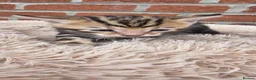 Bengal cats for sale: Beautiful Purebred Bengal Kittens - Advert 30