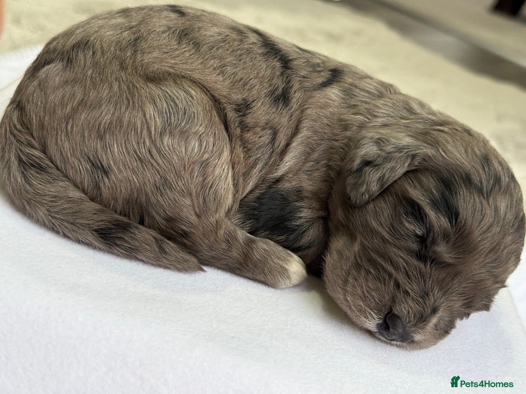 Cockapoo dogs for sale: F1 COCKAPOO PUPS - Advert 5