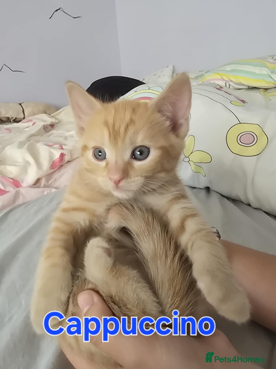 Domestic Shorthair cats for sale: Cute kittens for new home - Image 12