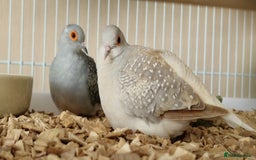 Doves birds for sale: Diamond Doves bonded pair - Image 2