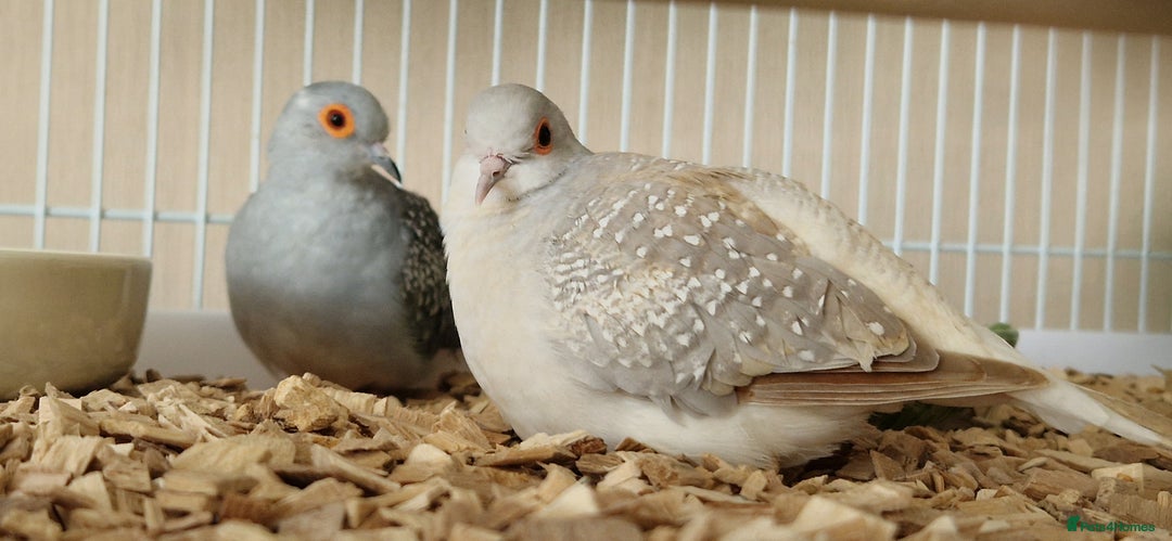Doves birds for sale: Diamond Doves bonded pair - Image 2
