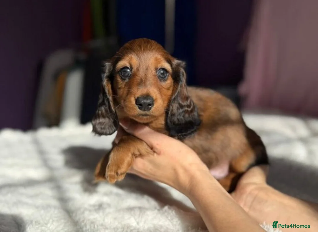 Miniature Dachshund dogs for sale: Long-Haired Dachshund puppies in London - Advert 2