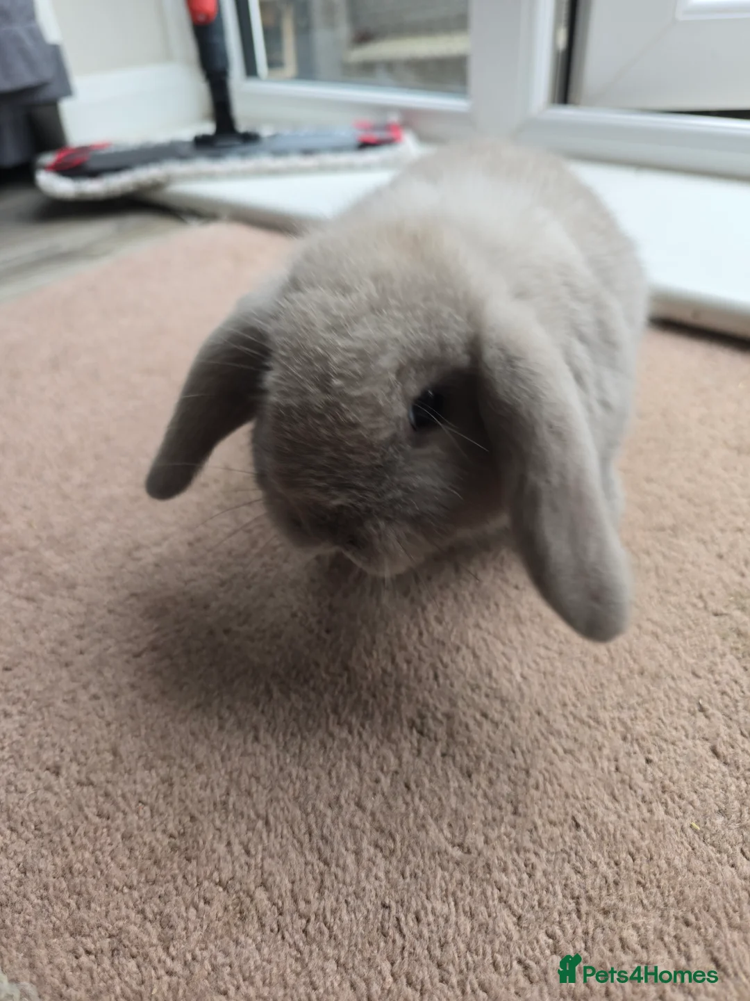 Mini Lop rabbits for sale: Mini lops  - Advert 8