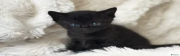 Ragdoll cats for sale: 🐾 Exceptional Ragdoll × Bengal Kittens 🐾 - Advert 13