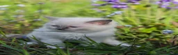 Ragdoll cats for sale: Zamir Ragdoll Family - Advert 2