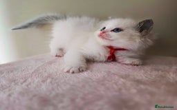 Ragdoll cats for sale: Active TICA princesses 👑❤️🩷💜 - Image 4