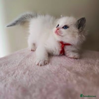 Ragdoll cats - Advert 13