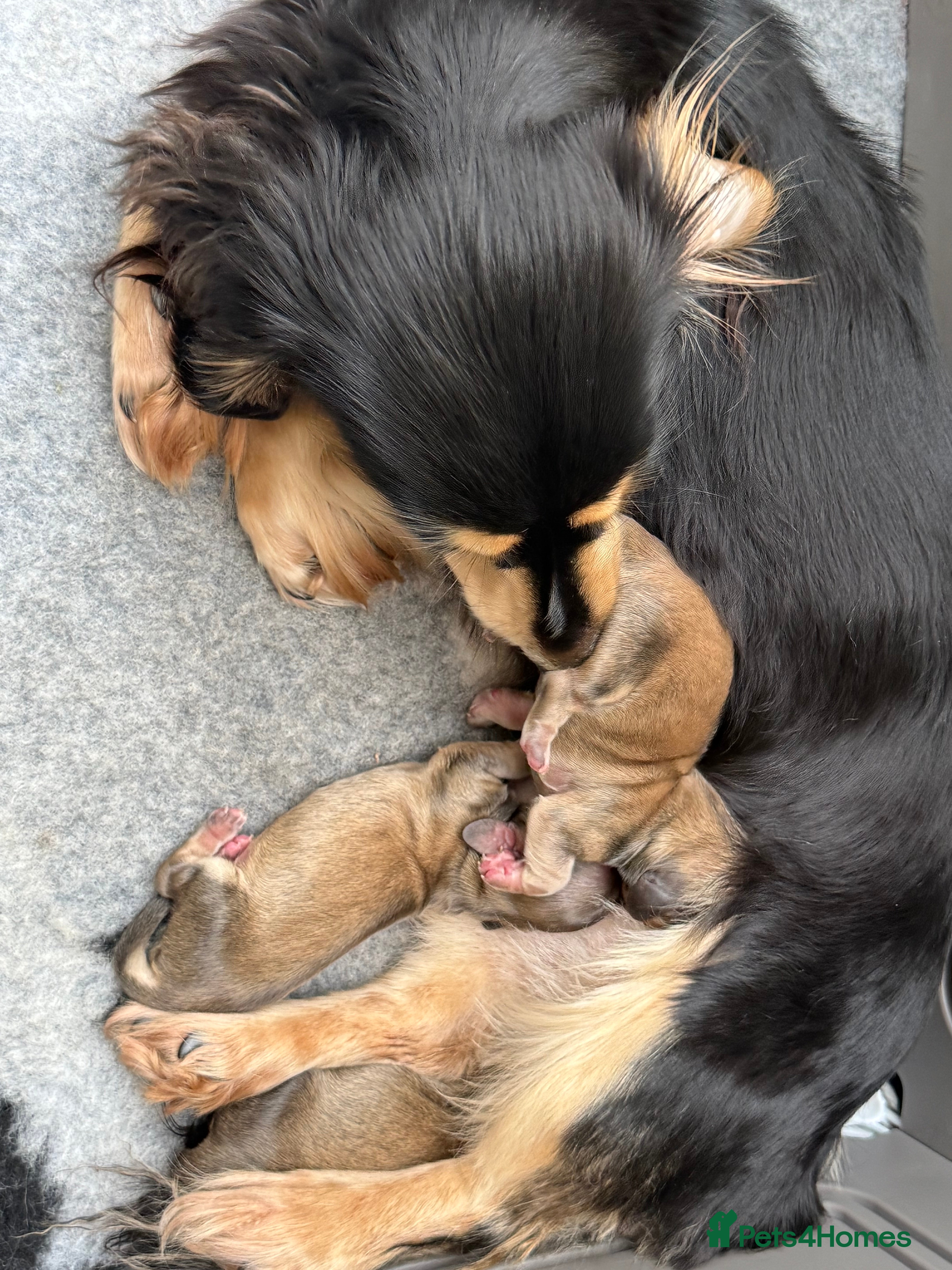 Miniature Dachshund dogs Stunning long haired miniature shaded creams - Advert 1