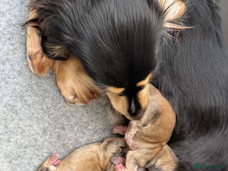 Miniature Dachshund dogs Stunning long haired miniature shaded creams - Advert 1