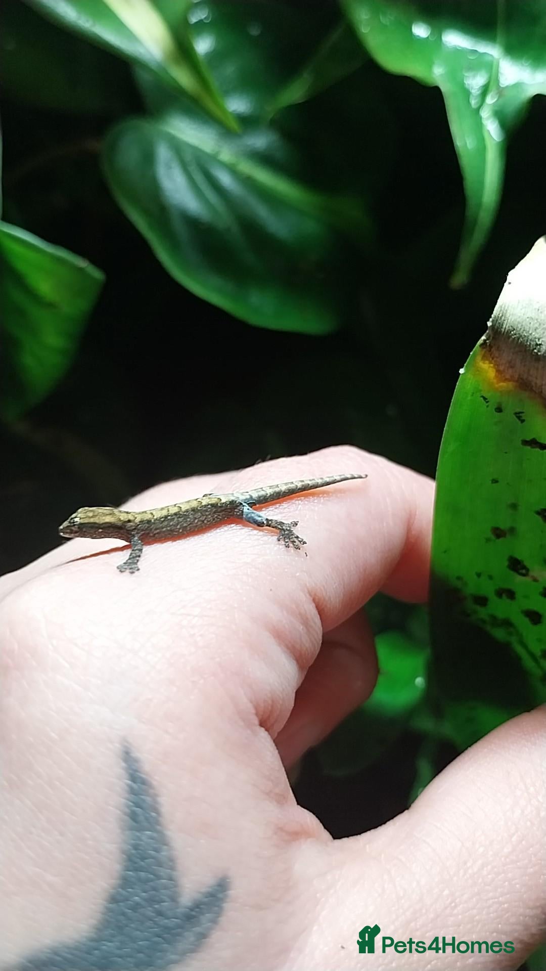 Gecko reptiles for sale: Mourning gecko hatchlings - Advert 1