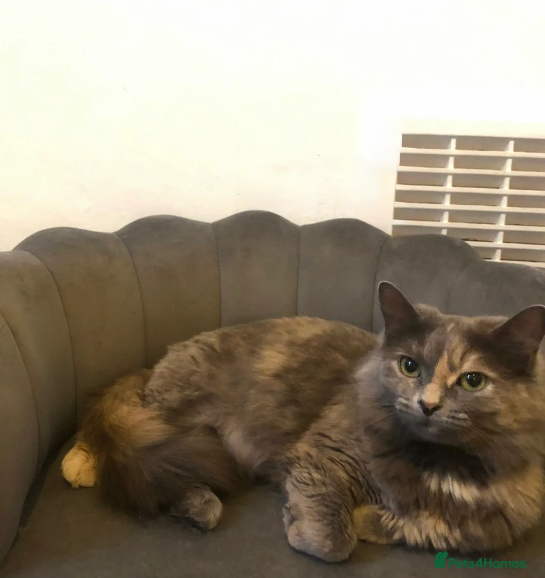 British Longhair cats for sale: Stunning adult cat for rehoming  - Advert 3