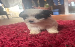 Morkie dogs for sale: 3 little morkies for sale  - Image 6