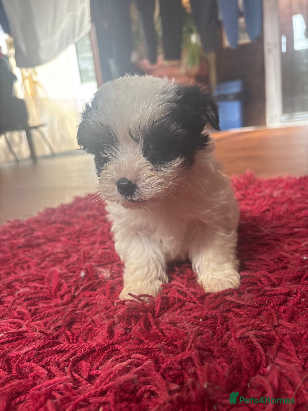 Morkie dogs for sale: 3 little morkies for sale  - Image 6