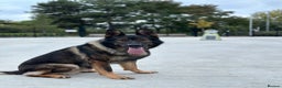 German Shepherd dogs for stud: Solid GSD for stud  in Wokingham - Advert 2