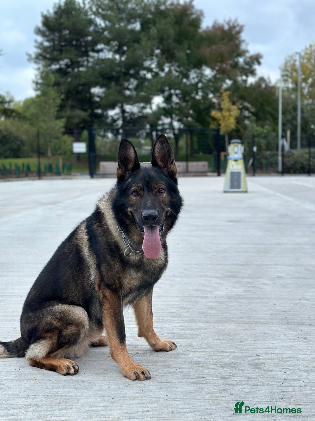 German Shepherd dogs for stud: Solid GSD for stud  in Wokingham - Image 2