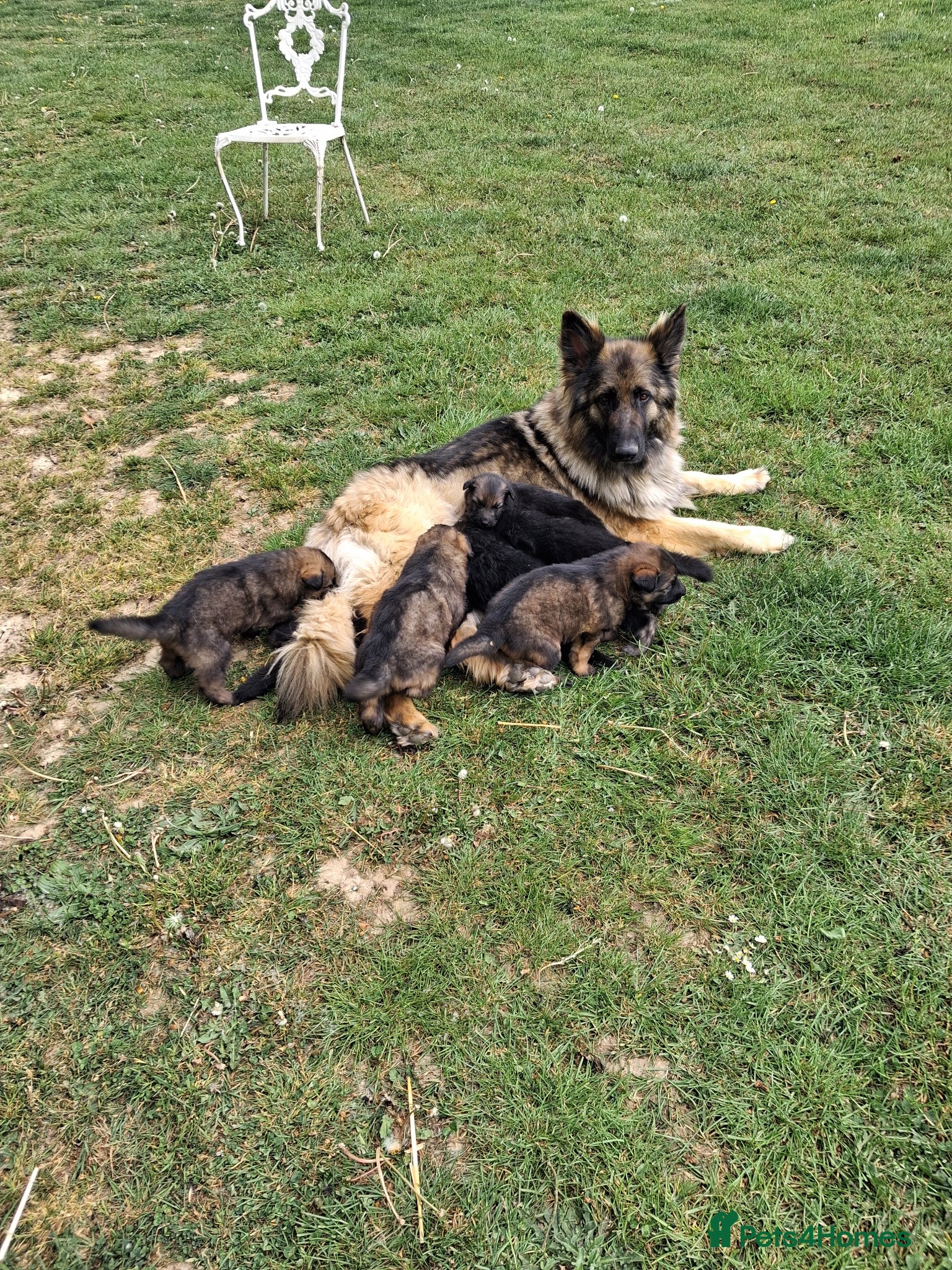German Shepherd dogs German shepherd registered puppies  - Advert 1