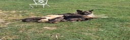 German Shepherd dogs for sale: German shepherd registered puppies  - Advert 1