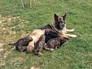 German Shepherd dogs German shepherd registered puppies - Advert 1