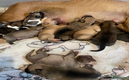 Mixed Breed dogs for sale: Bullsky puppies  - Advert 11