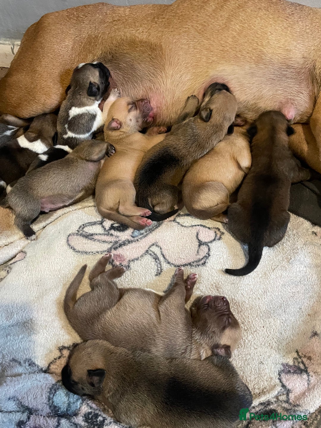 Mixed Breed dogs for sale: Bullsky puppies  - Advert 11