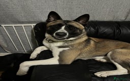 Akita dogs for sale: 5 Beautiful akita puppies in Willenhall - Image 26