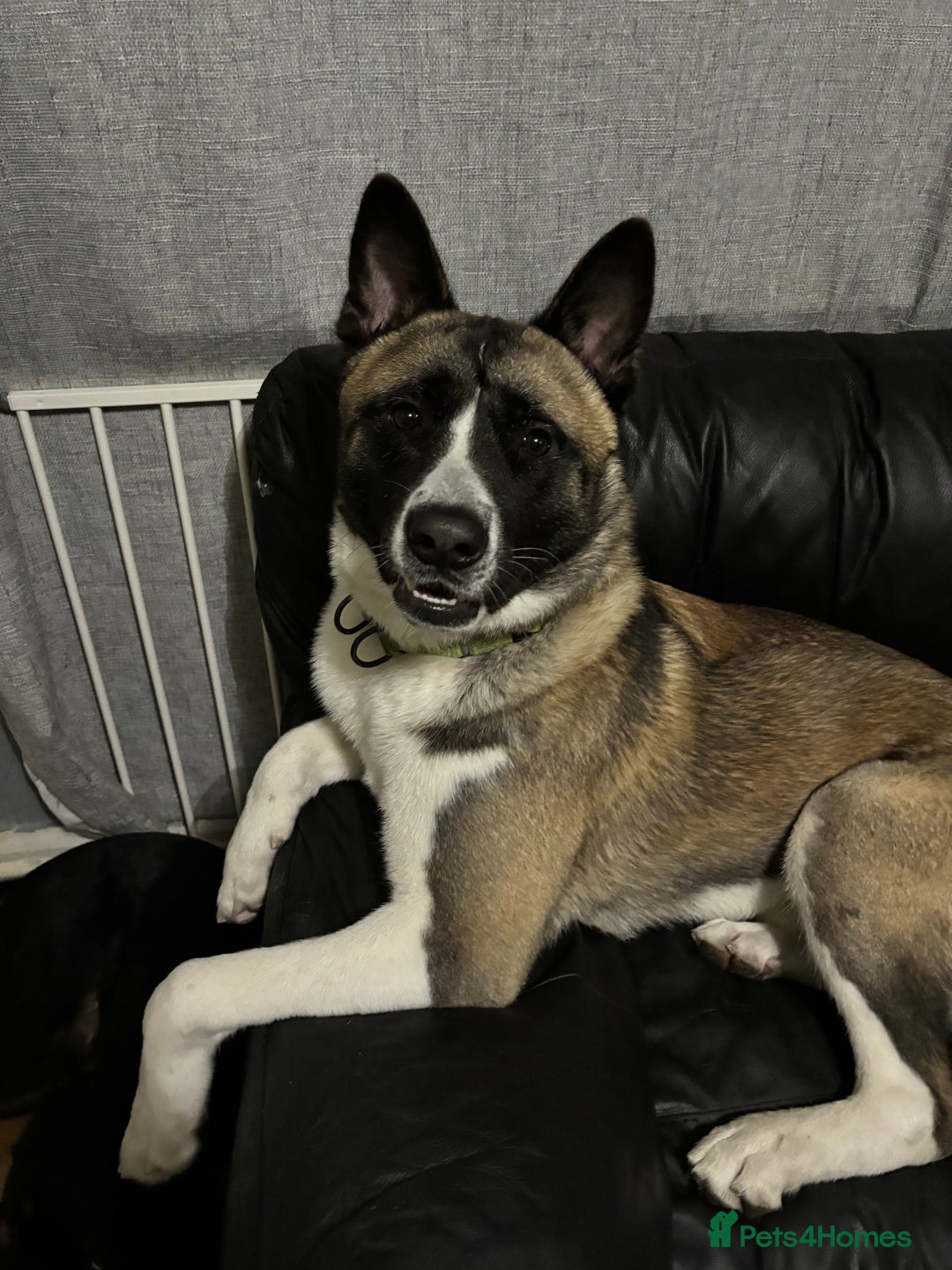 Akita dogs for sale: 5 Beautiful akita puppies in Willenhall - Image 26
