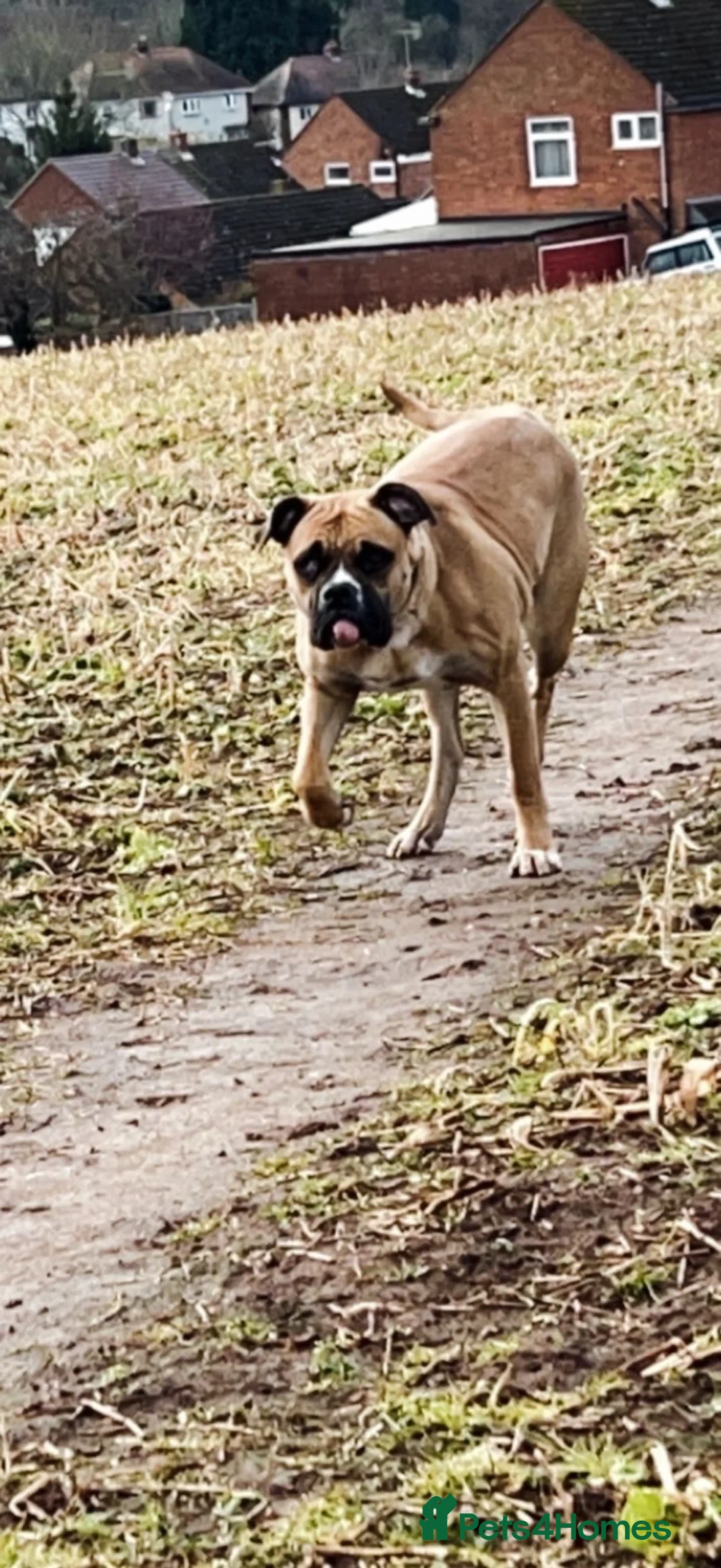 Mixed Breed dogs for sale: Ryla  in Kidderminster - Advert 2