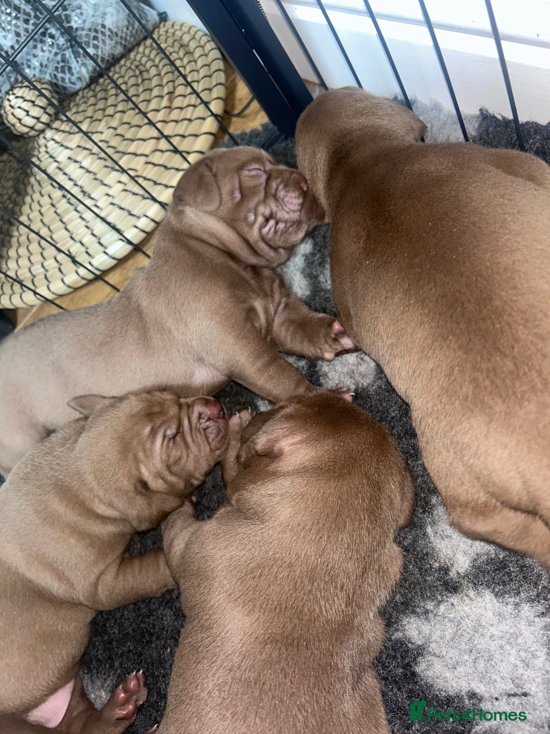 Mixed Breed dogs for sale: Weimaraner Mix Puppies - Image 7