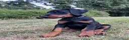 Dobermann dogs for sale: Mr Blue- A truly Free Range Doberman - Advert 33