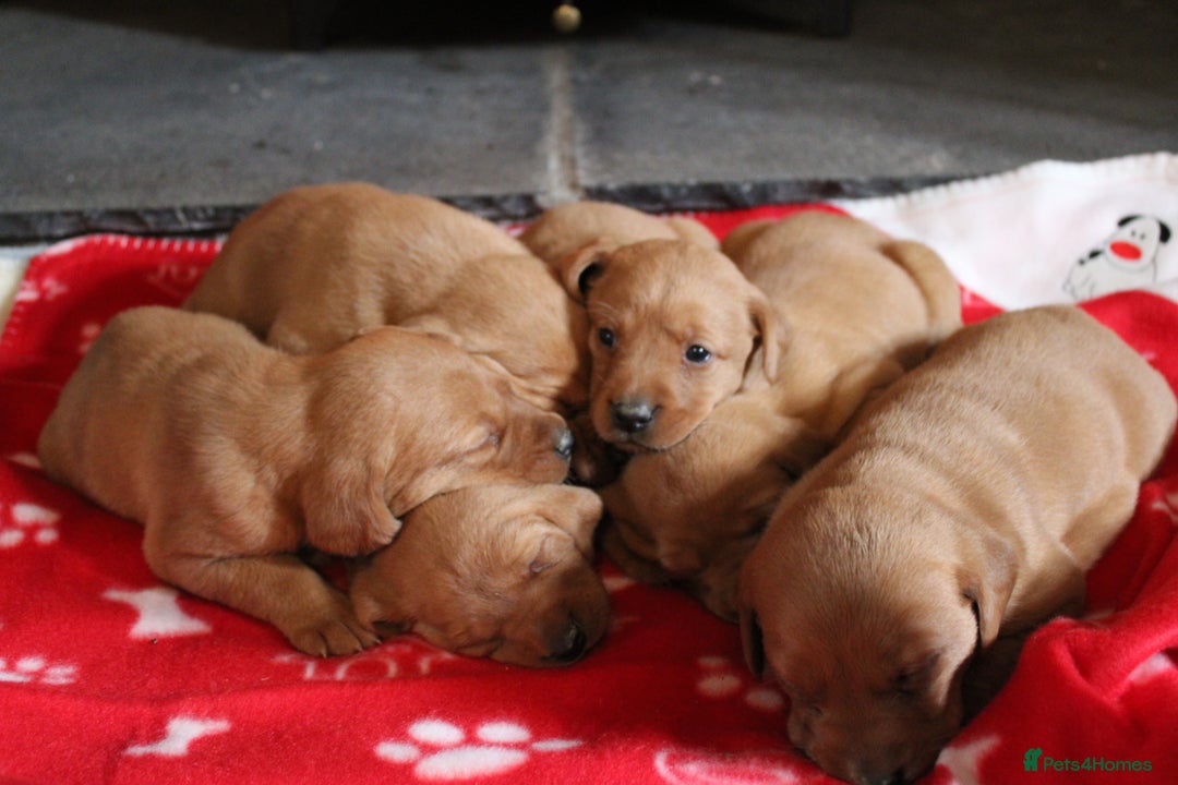 Labrador Retriever dogs for sale: 6 FOX RED LABRADORS  - Advert 5