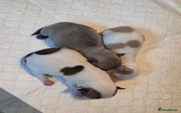 Chihuahua dogs for sale: Chihauhau puppies ready early November - Image 6