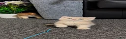 British Shorthair cats for sale: British Shorthair cats - Advert 7