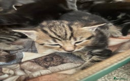 Mixed Breed cats for sale: Gorgeous tabby kittens (ONLY 1 LEFT) - Image 14