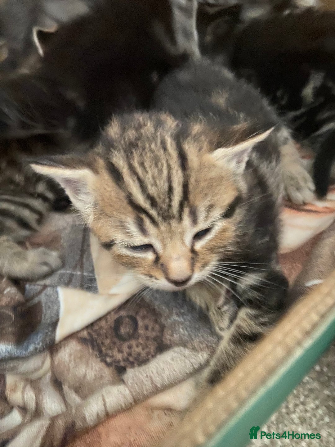 Mixed Breed cats for sale: Gorgeous tabby kittens (ONLY 1 LEFT) - Image 14