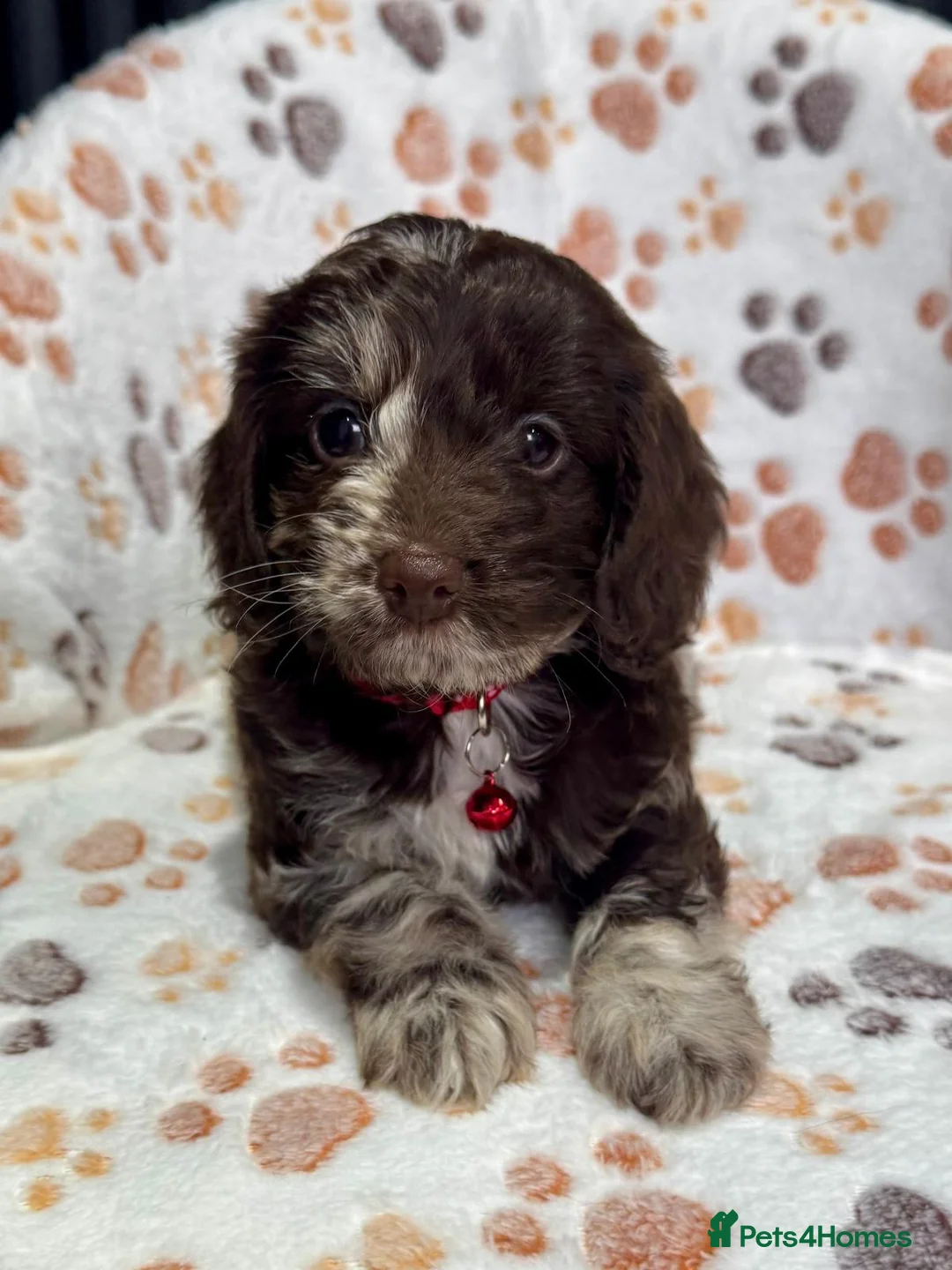 Cockapoo dogs for sale: Chocolate Phantom Cockapoo Puppies - Advert 2