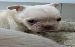 French Bulldog dogs for sale: French bulldog puppies  - Advert 6