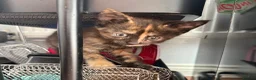 Maine Coon cats for sale: Maincoon x kittens  in Ipswich - Advert 12