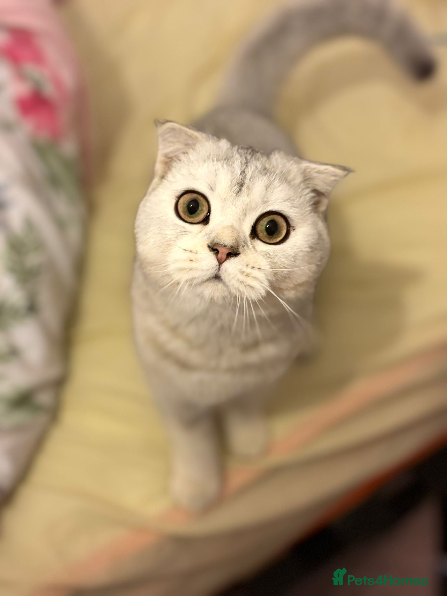 Scottish Fold cats 7 month old girl  - Advert 4