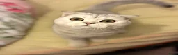 Scottish Fold cats for sale: 7 month old girl  - Advert 1