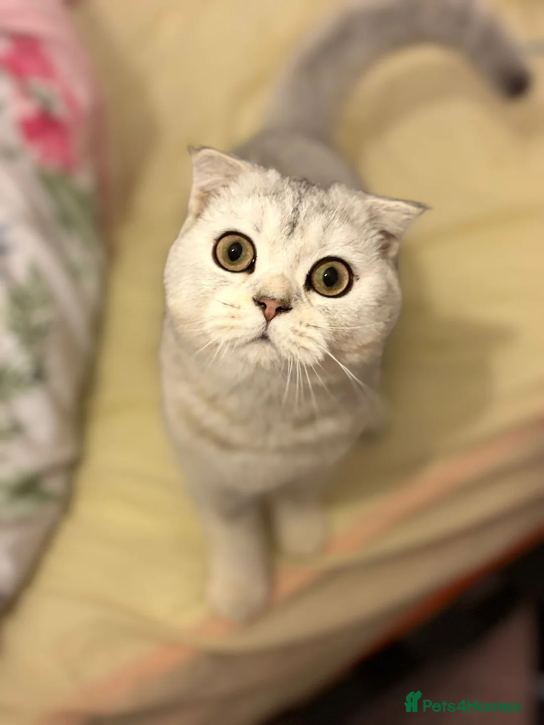 Scottish Fold cats for sale: 7 month old girl  - Advert 1