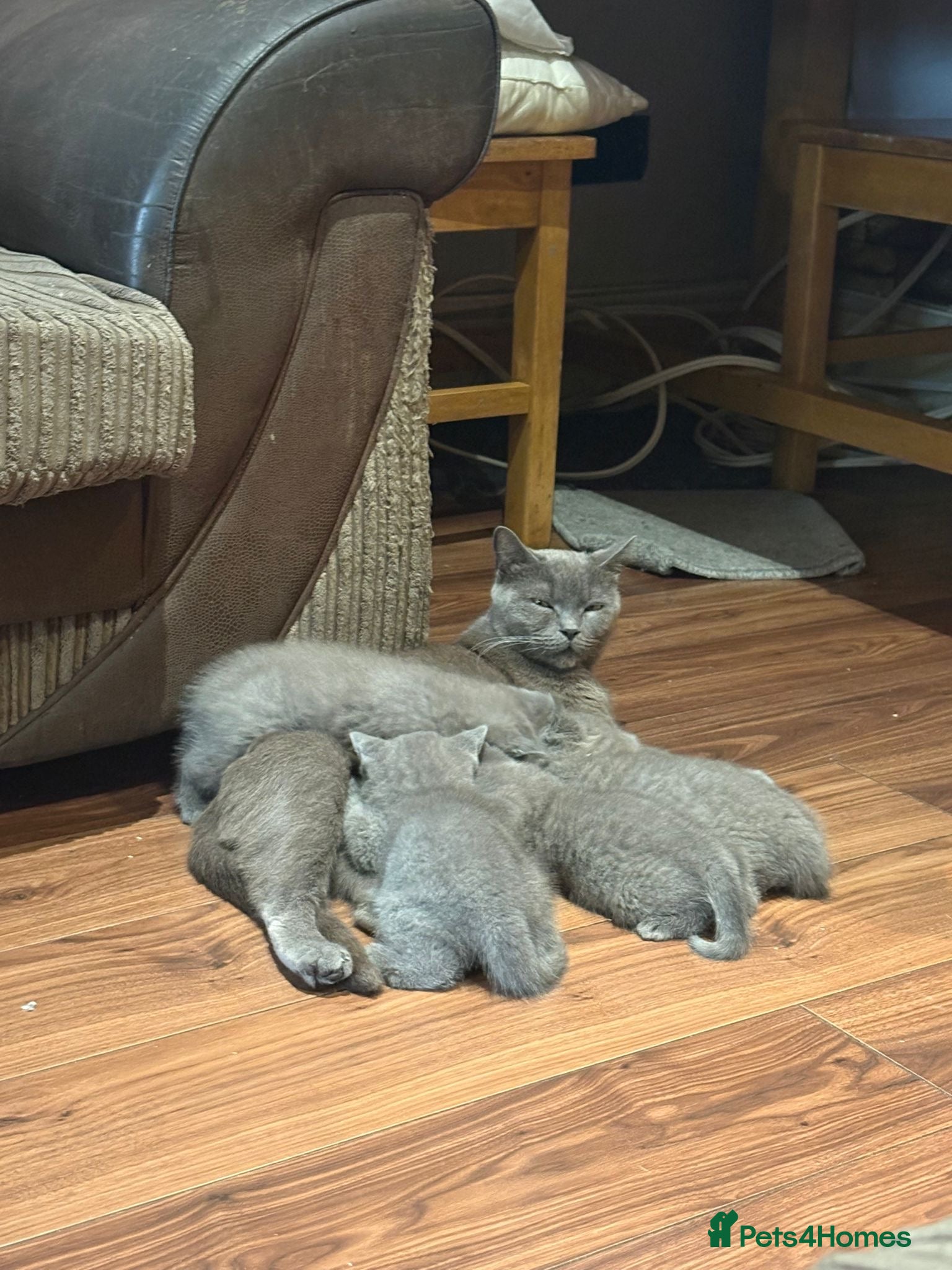 British Shorthair cats British Shorthair kittens  - Advert 1